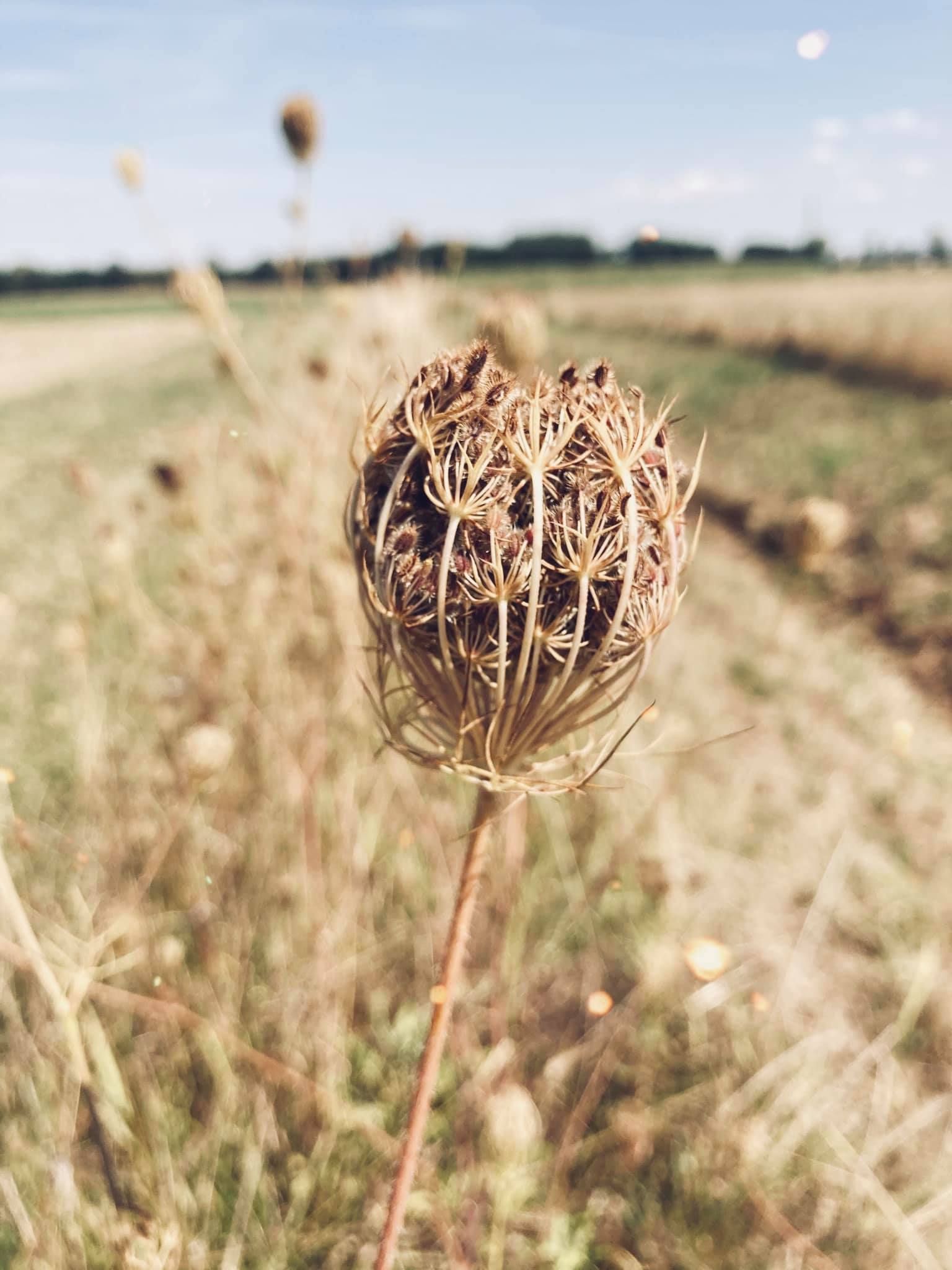 Samen des Lebens