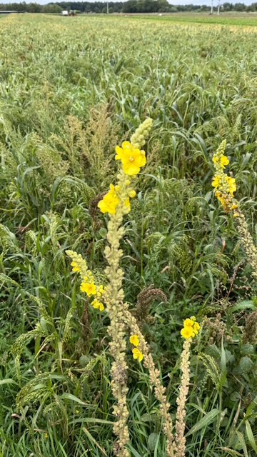 Individuelle Kräuterbegleitung